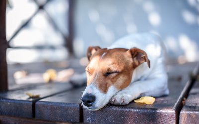 Make Your Deck Safe for Children & Pets